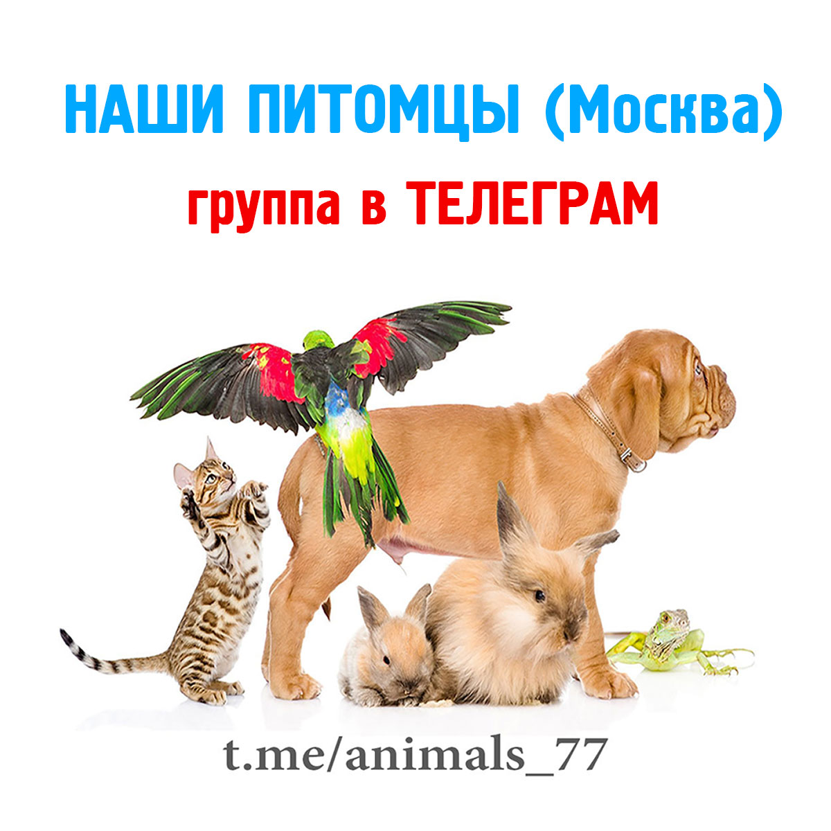 Наши питомцы - телеграм-группа (Москва)